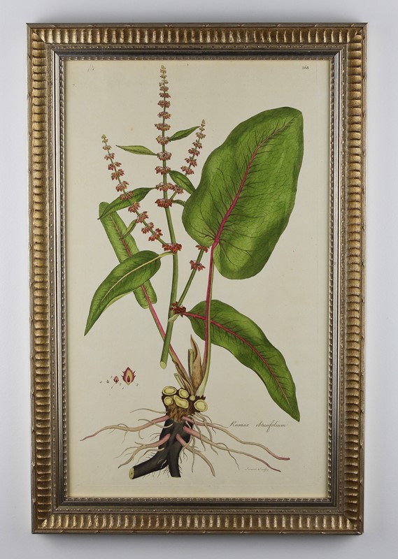 1777 Curtis Botanical Engravings  -tiger-lily-art-e4c10749-050f-4a1d-8be8-9b5b2477bb7c-main-637817666541197792.jpeg