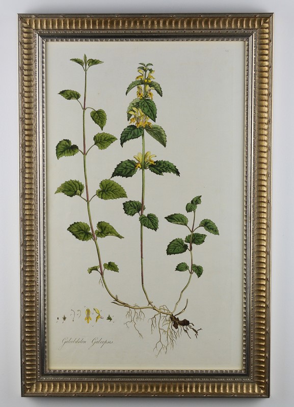 1777 Curtis Botanical Engravings  -tiger-lily-art-e9a8ca94-9ce7-45f7-819b-a0241f4d01dd-main-637817666480591597.jpeg
