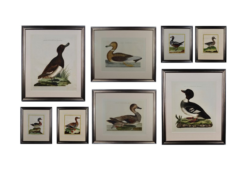18Th Century Ducks - A Gallery Wall-tiger-lily-art-ed872b99-98d8-4058-8189-3bb77b074b61-main-637884653555911331.jpeg