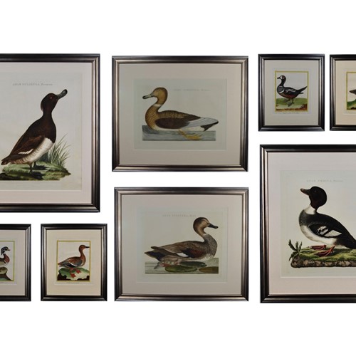 18Th Century Ducks - A Gallery Wall