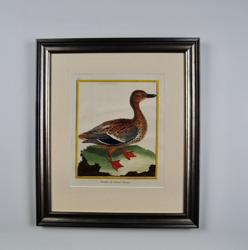 18Th Century Ducks - A Gallery Wall-tiger-lily-art-f57ffe96-5a71-4057-b4c0-0507c214fe25-main-637884661454093050.jpeg