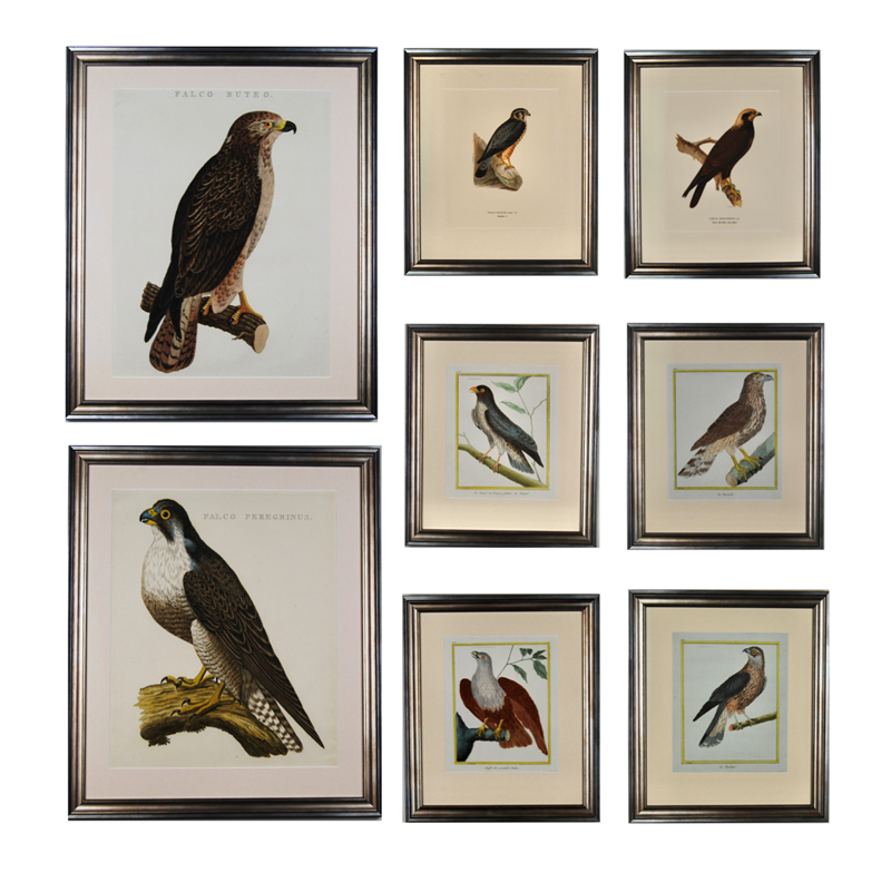 A Gallery Wall Of Birds Of Prey-tiger-lily-art-fa9b6077-3afb-4bf2-8097-356389dd9b6d-main-637947685601792012.png