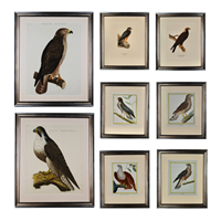 A Gallery Wall of Birds of Prey