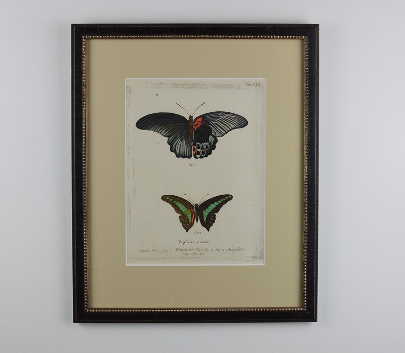 A Set Of Twelve Butterfly Engravings By E. Esper-tiger-lily-art-img-0177-2-main-637725118757804284.jpg