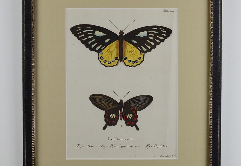 A Set Of Twelve Butterfly Engravings By E. Esper-tiger-lily-art-img-0179-2-main-637725118769991759.jpg