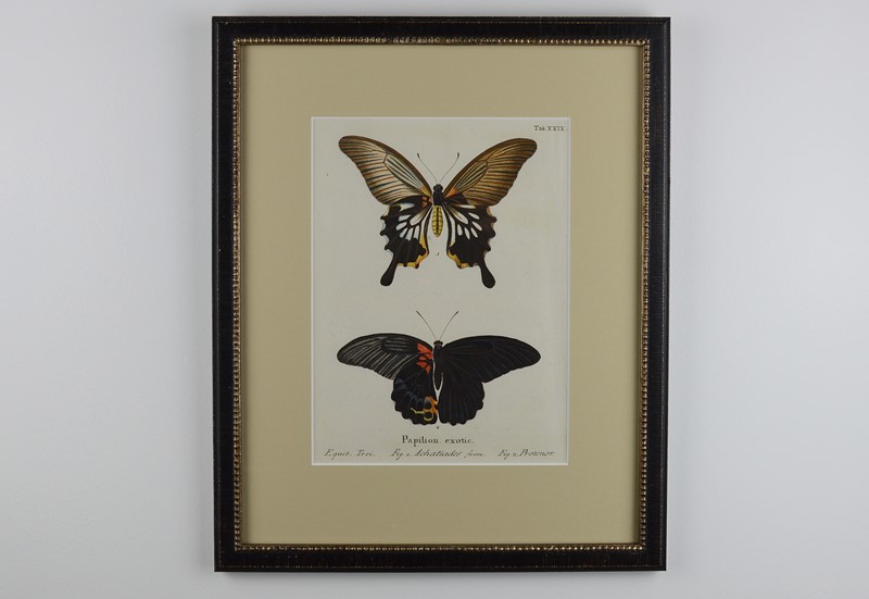 A Set of Twelve Butterfly Engravings by E. Esper-tiger-lily-art-img-0181-2-main-637725118779991766.jpg