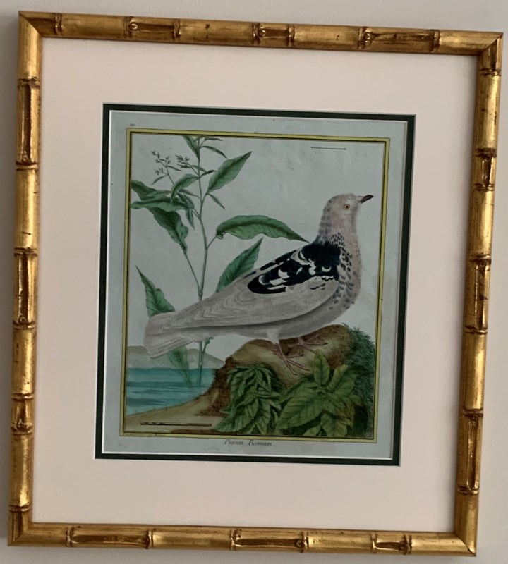 18Th Century Birds-tiger-lily-art-img-0303-main-638277051626870282.jpeg