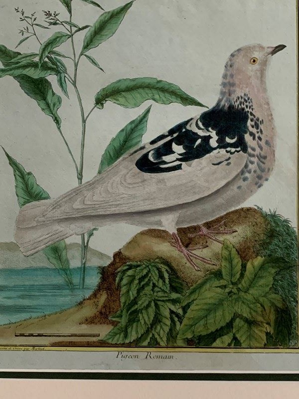 18Th Century Birds-tiger-lily-art-img-0305-main-638277051977805671-1.jpeg