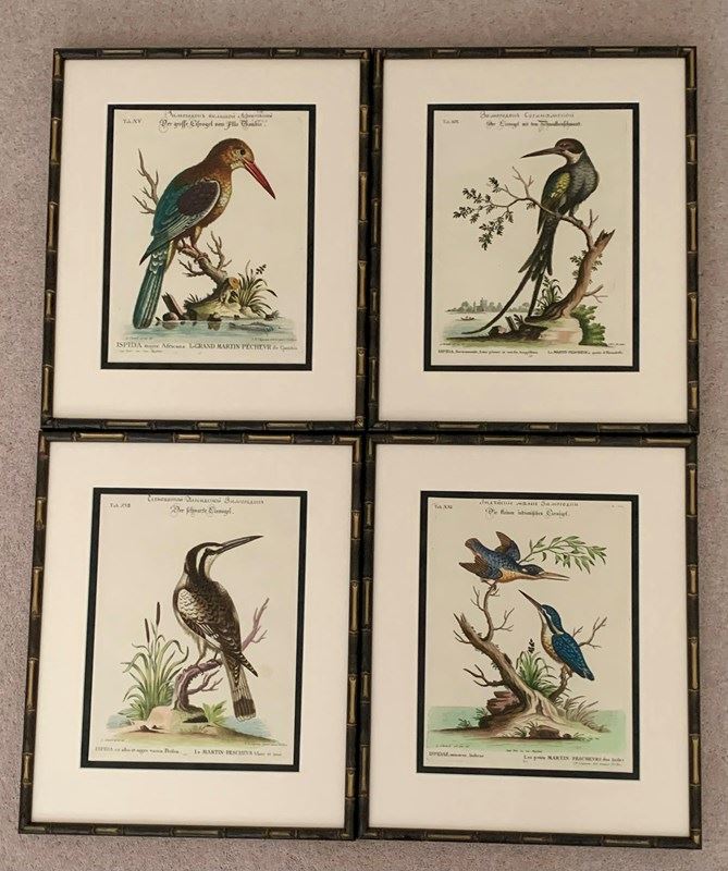 18Th Century Kingfishers-tiger-lily-art-img-0308-main-638276970706407236.jpeg
