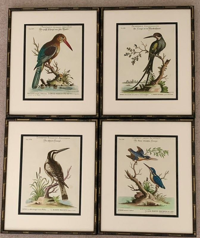 18Th Century Kingfishers-tiger-lily-art-img-0309-main-638276971278507869.jpeg