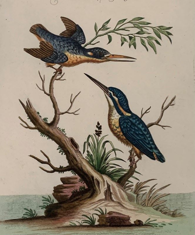 18Th Century Kingfishers-tiger-lily-art-img-0311-main-638276971520381002.jpeg