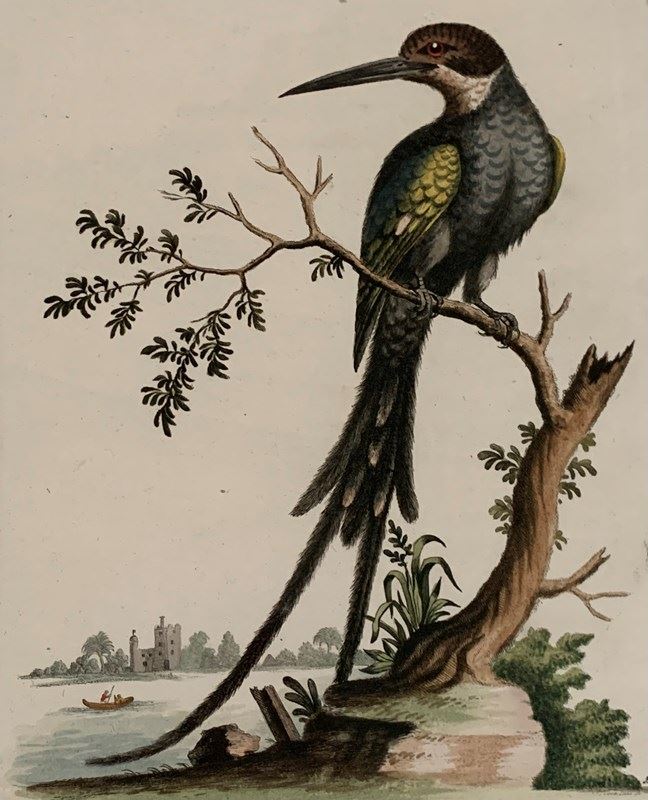 18Th Century Kingfishers-tiger-lily-art-img-0314-main-638276971423350325.jpeg