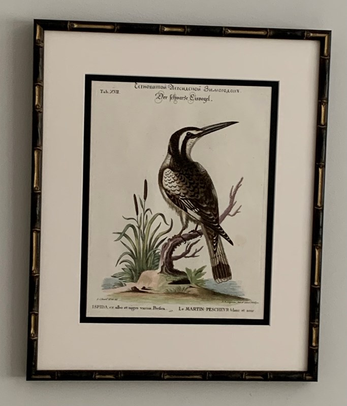 18Th Century Kingfishers-tiger-lily-art-img-0315-main-638276971408506707.jpeg