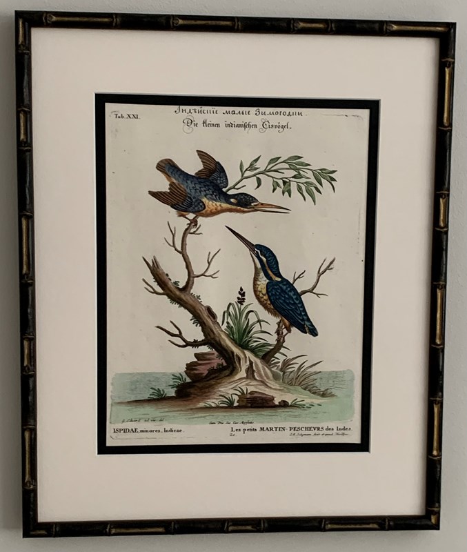 18Th Century Kingfishers-tiger-lily-art-img-0319-main-638276971377569677.jpeg