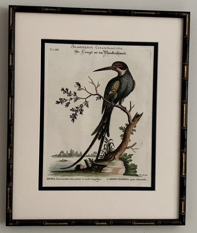 18Th Century Kingfishers-tiger-lily-art-img-0321-main-638276971346788177.jpeg
