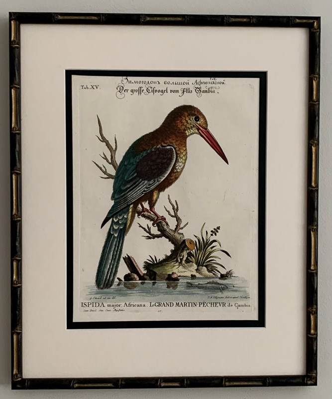 18Th Century Kingfishers-tiger-lily-art-img-0322-main-638276971311788833.jpeg