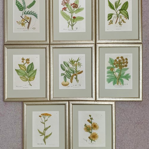 Botanicals By Woodville