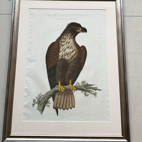 Nozeman Eagle
