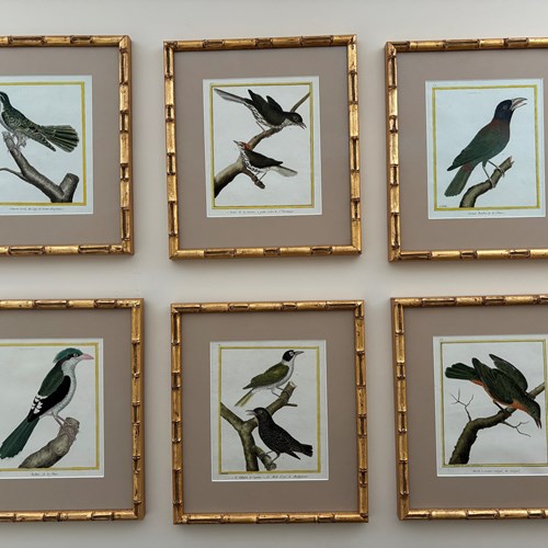 A Set Of 6 Birds By F.N. Martinet 