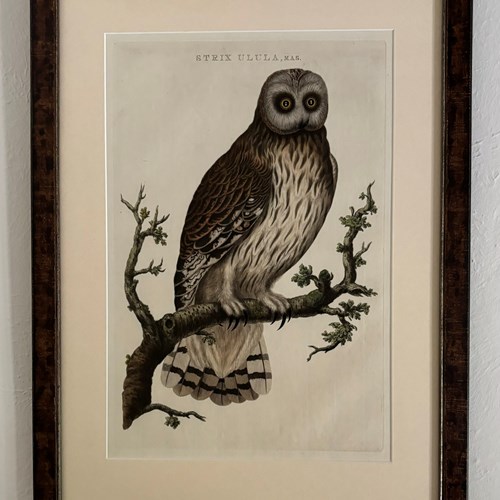 Nozeman Owl