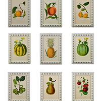 A Set of Fruits by G. Severyns 
