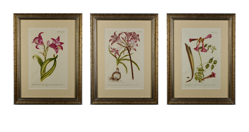 A Set Of 3 Flowers By P. Miller -tiger-lily-art-screenshot-2021-03-28-at-193002-main-637725169831680170.png