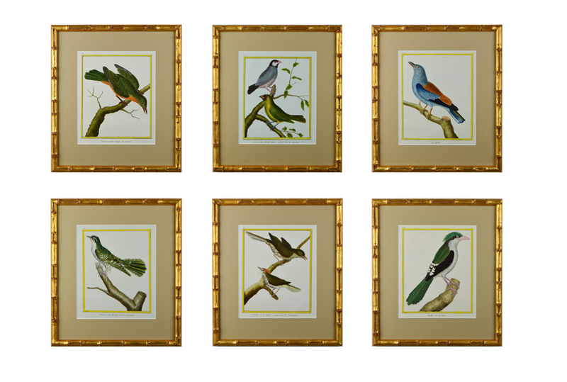 A Set Of 12 Birds By F.N. Martinet -tiger-lily-art-screenshot-2021-03-28-at-194317-main-637725152101128807.png