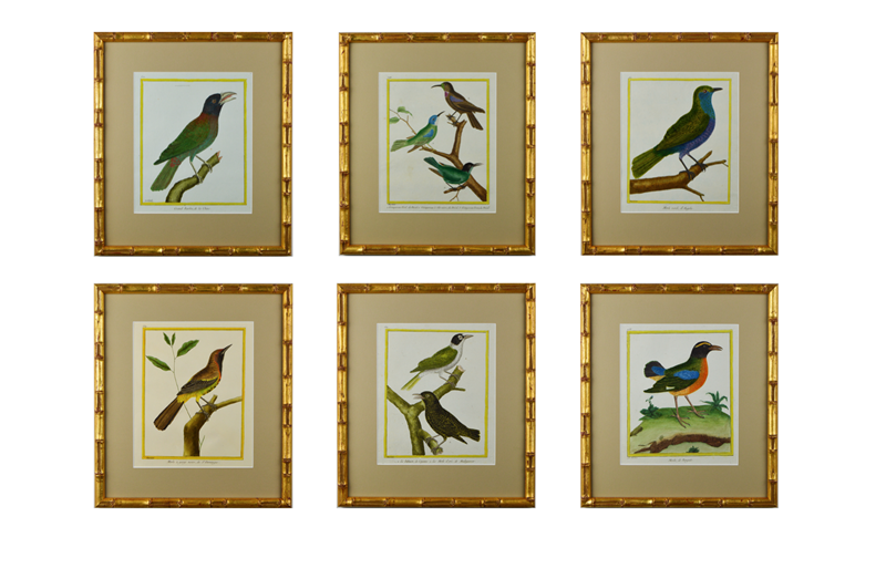 A Set Of 12 Birds By F.N. Martinet -tiger-lily-art-screenshot-2021-03-28-at-194525-main-637725152113003806.png