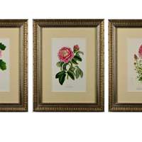 Floral Chromolithographs by Van Houtte