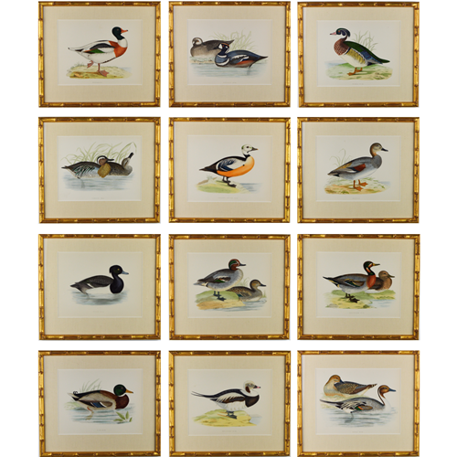 Twelve Ducks By B.  Morris 