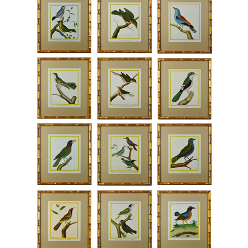 A Set Of 12 Birds By F.N. Martinet 