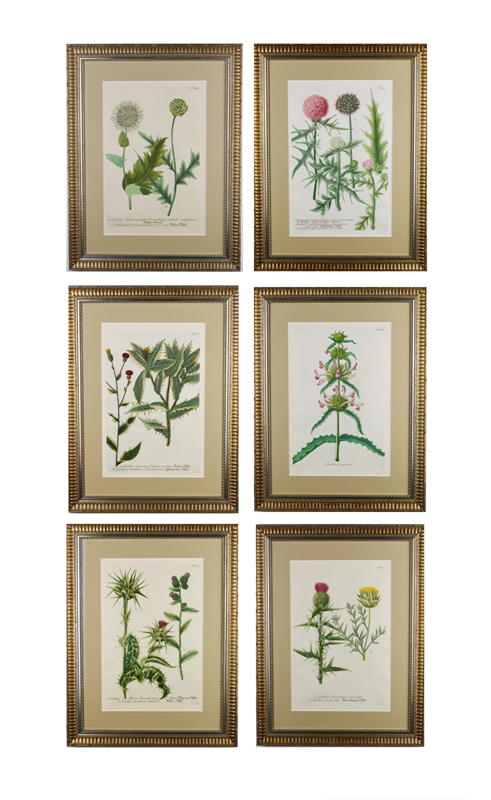 A set of six 18thc thistles by weinmann -tiger-lily-art-screenshot-2021-04-02-at-143447-new-main-637723514298068301.png
