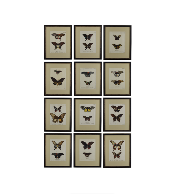 A Set of Twelve Butterfly Engravings by E. Esper-tiger-lily-art-screenshot-2021-05-03-at-180152-main-637725115157031162.png