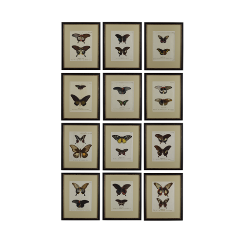 A Set Of Twelve Butterfly Engravings By E. Esper