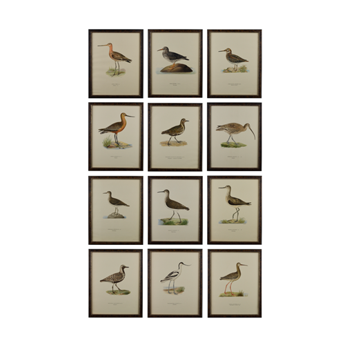 A Set Of 12 Swedish Water Birds By Von Wright 