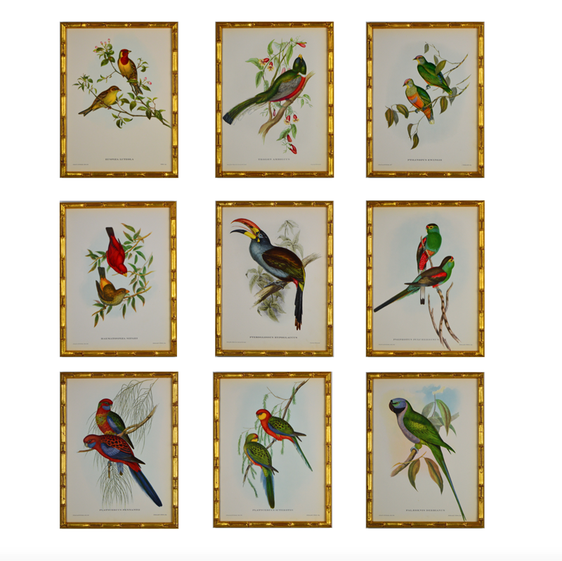 Colourful Set Of Exotic Birds -tiger-lily-art-screenshot-2021-12-12-at-153442-main-637749201311043401.png