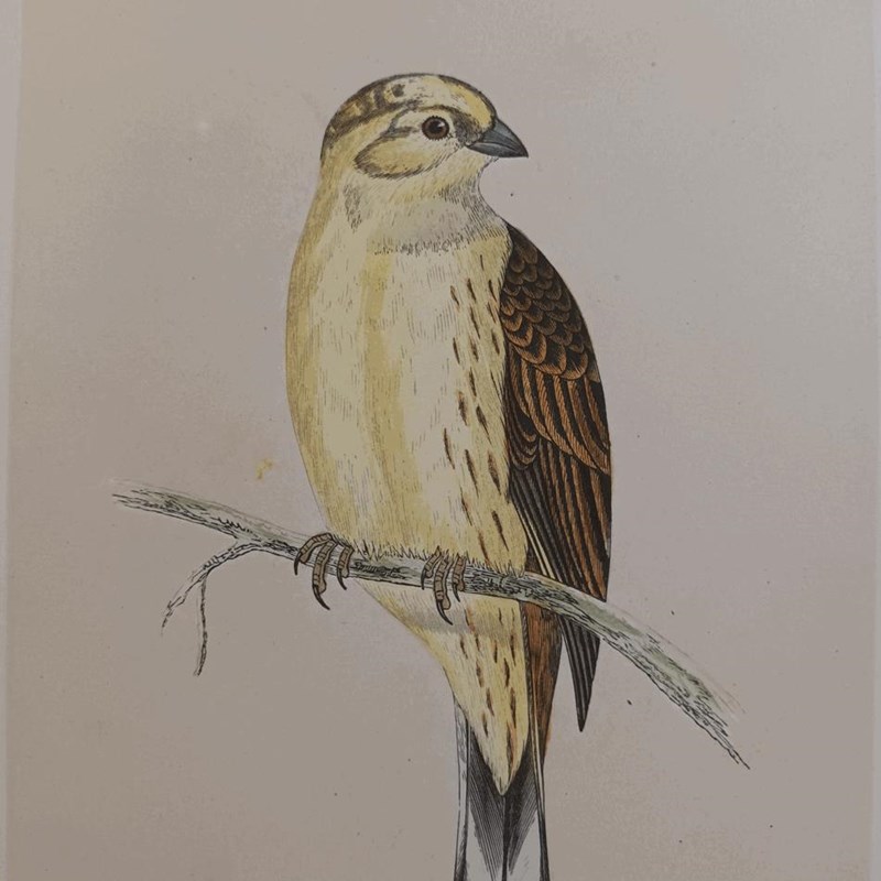 A Set Of 19Th Century Framed Bird Prints-tigers-decorative-20221106-120749-main-638049277560200368.jpg