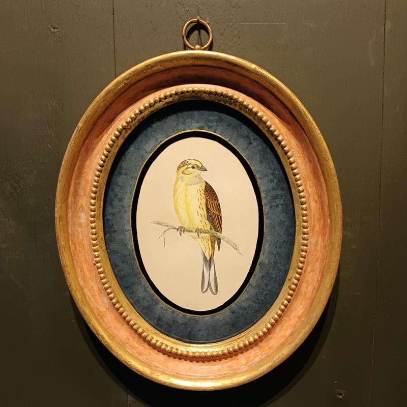 A Set Of 19Th Century Framed Bird Prints-tigers-decorative-20221121-135226-main-638049276785342329.jpg