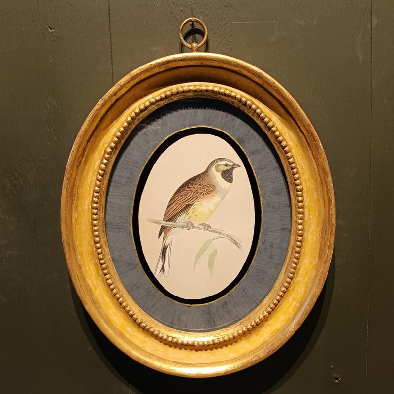 A Pair Of 19Th Century Framed Bird Prints-tigers-decorative-20221121-140822-main-638049295874616139.jpg