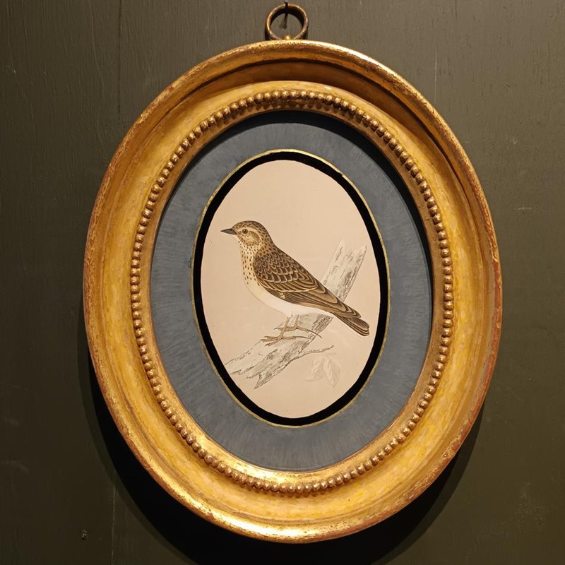 A Pair Of 19Th Century Framed Bird Prints-tigers-decorative-20221121-140846-main-638049295887324456.jpg