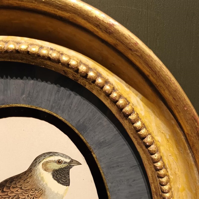 A Pair Of 19Th Century Framed Bird Prints-tigers-decorative-20221121-140858-main-638049295898678349.jpg