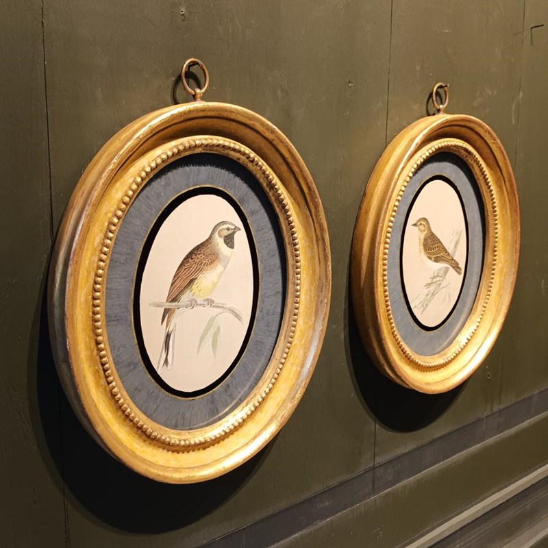A Pair Of 19Th Century Framed Bird Prints-tigers-decorative-20221121-141005-main-638049295934771600.jpg