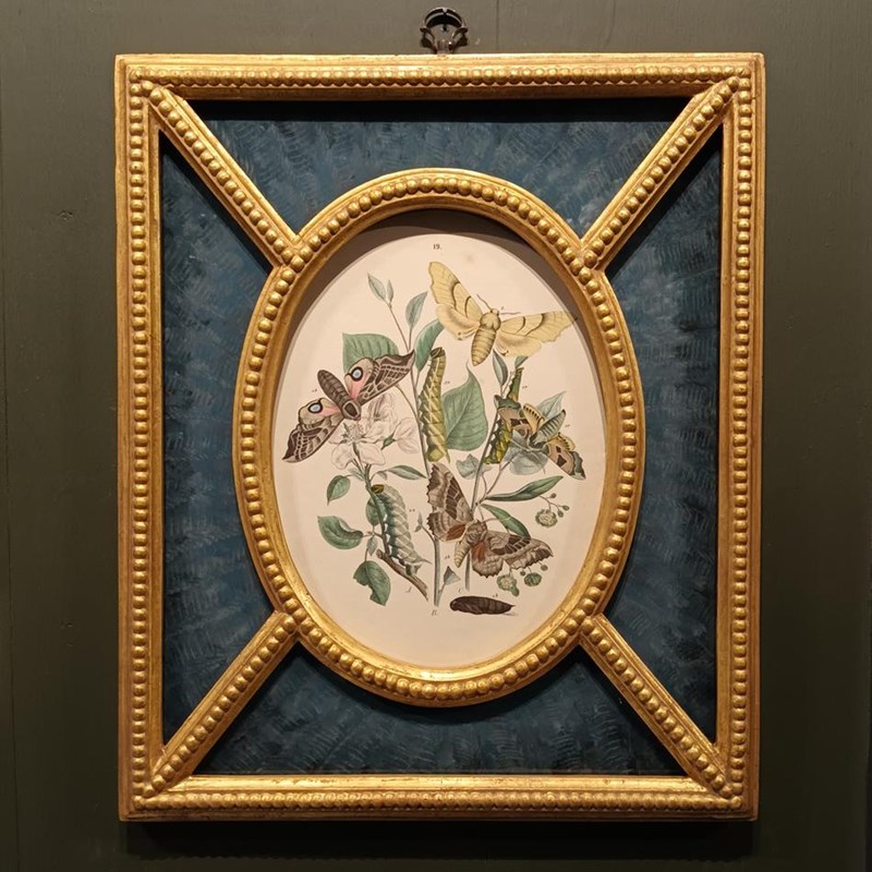 A Pair Of Framed 19Th Century Butterfly Prints-tigers-decorative-20221121-141253-main-638049253586312380.jpg