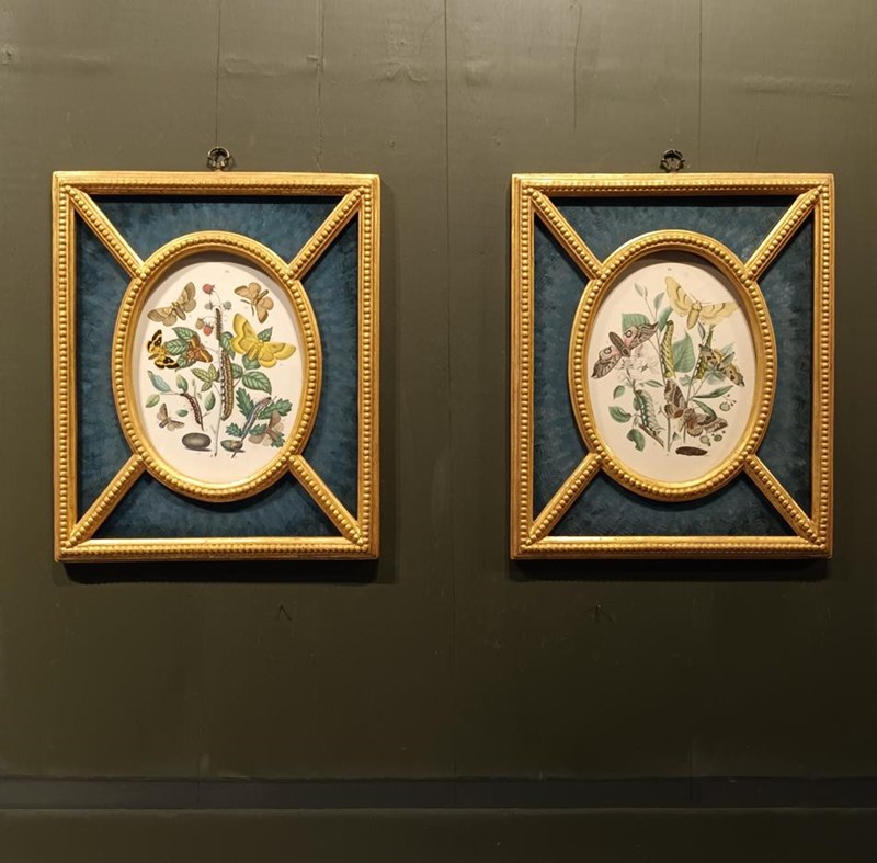 A Pair Of Framed 19Th Century Butterfly Prints-tigers-decorative-20221121-142009-main-638049252599239523.jpg