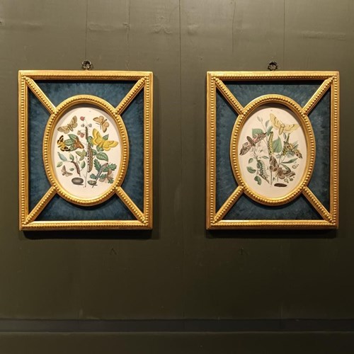 A Pair Of Framed 19Th Century Butterfly Prints