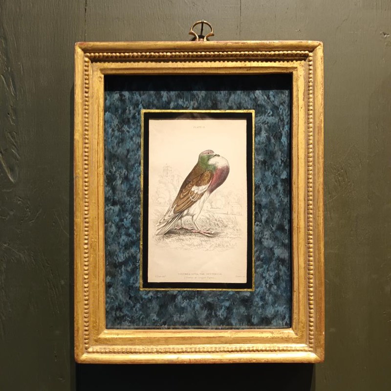 A Set Of Framed Bird Engravings By Edward Lear-tigers-decorative-20221121-142254-main-638049311451505528.jpg