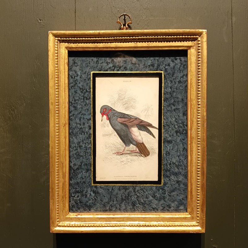 A Set Of Framed Bird Engravings By Edward Lear-tigers-decorative-20221121-142358-main-638049311488898413.jpg