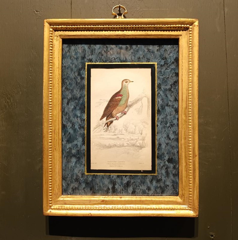 A Set Of Framed Bird Engravings By Edward Lear-tigers-decorative-20221121-142509-main-638049311505262662.jpg