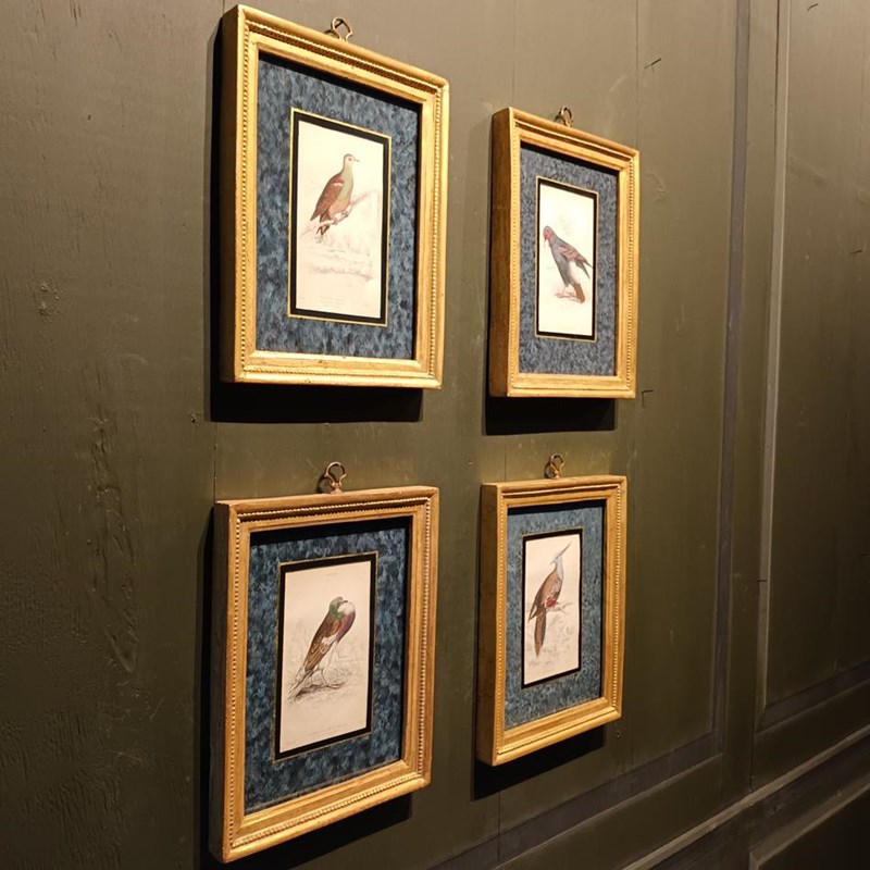 A Set Of Framed Bird Engravings By Edward Lear-tigers-decorative-20221121-142812-main-638049311533848192.jpg