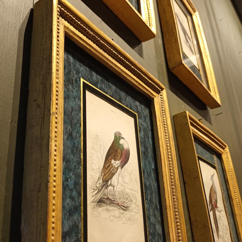 A Set Of Framed Bird Engravings By Edward Lear-tigers-decorative-20221121-142925-main-638049311580890732.jpg